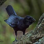 Пальмовая ворона / Corvus palmarum