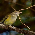 Пуэрториканский виреон / Vireo latimeri
