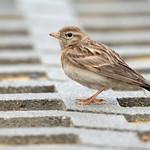 Mongolian Short-toed Lark / Calandrella dukhunensis