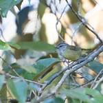 Папуанская пеночка / Phylloscopus poliocephalus