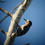 Пуэрториканский дятел / Melanerpes portoricensis