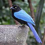 Акапулькская сойка / Cyanocorax sanblasianus