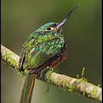 Coppery-chested Jacamar / Galbula pastazae