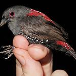 Красноспинный жемчужник / Euschistospiza dybowskii