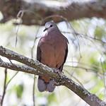 Коричневый голубь / Columba larvata