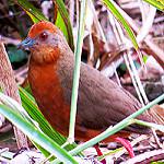 Кайеннский коростелёк / Rufirallus viridis