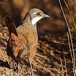 Пастушковый тюрко / Pteroptochos megapodius