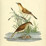 Рифтовая бурогрудка / Bradypterus centralis