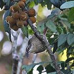 Paradise Riflebird / Ptiloris paradiseus
