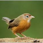 Tawny-bellied Babbler / Dumetia hyperythra
