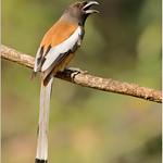 Rufous Treepie / Dendrocitta vagabunda