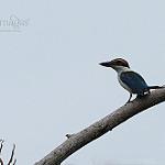 Pacific Kingfisher / Todiramphus sacer