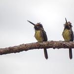 Three-toed Jacamar / Jacamaralcyon tridactyla