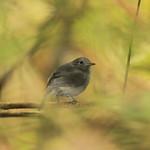 Rio de Janeiro Antwren / Myrmotherula fluminensis
