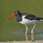 Американский кулик-сорока / Haematopus palliatus