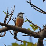 Новокаледонский свистун / Pachycephala caledonica