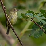 Zimmer's Tody-Tyrant / Hemitriccus minimus