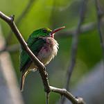 Jamaican Tody / Todus todus