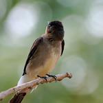 Пампасная ласточка / Stelgidopteryx ruficollis