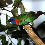 Red-eared Parrotfinch / Erythrura coloria