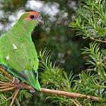 Миртовый лорито / Pionopsitta pileata