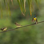Newton's Sunbird / Anabathmis newtonii
