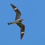 Common Nighthawk / Chordeiles minor