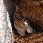 Japanese Quail / Coturnix japonica