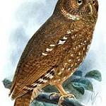 Желтоклювая сплюшка / Otus icterorhynchus