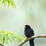 Yellow-billed Nunbird / Monasa flavirostris