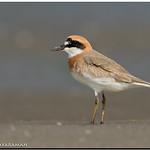 Толстоклювый зуёк / Anarhynchus leschenaultii