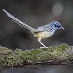 Hill Prinia / Prinia superciliaris