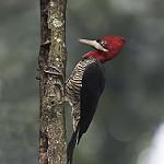 Рубиновоголовый дятел / Campephilus robustus