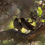 Olomao / Myadestes lanaiensis