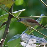 Палаванская пеструшка / Zosterornis hypogrammicus