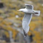 Чайковые / Laridae фото