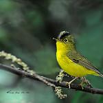 Green-crowned Warbler / Phylloscopus burkii