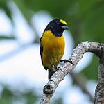 Бархатнолобая эуфония / Euphonia concinna