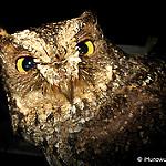 Сулавесская сплюшка / Otus manadensis