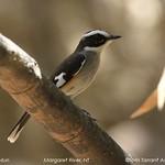 Buff-sided Robin / Poecilodryas cerviniventris
