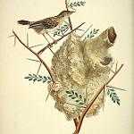 Короткохвостая цистикола / Cisticola textrix