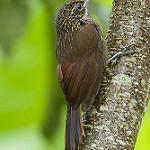 Ржавчатый древолаз / Xiphorhynchus erythropygius