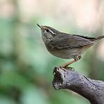 Radde's Warbler / Phylloscopus schwarzi