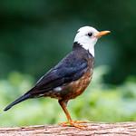 Taiwan Thrush / Turdus niveiceps