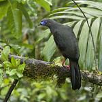 Sickle-winged Guan / Chamaepetes goudotii