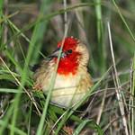 Кардиналовая квелия / Quelea cardinalis