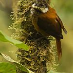 Buffy Tuftedcheek / Pseudocolaptes lawrencii