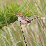 Замбезийская цистикола / Cisticola luapula