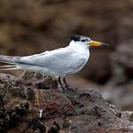 Chinese Crested Tern / Thalasseus bernsteini