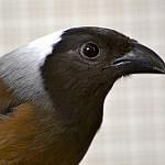 Суматранская китта / Dendrocitta occipitalis